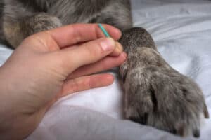 Tier bei Akupunktur