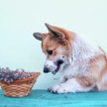 Hund bei Homöopathie für Tiere alternaMedica