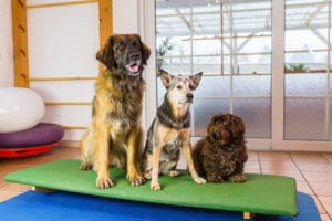 Hunde auf Wippe bei Hundephysiotherapie